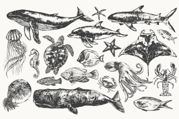 Download Sea Animals Illustration Set - Illustration Collection