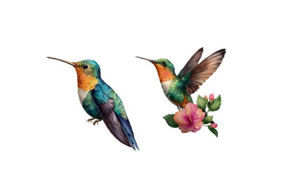 Download Watercolor Hummingbird Illustration - Illustration Collection