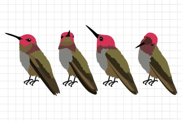 Download Hummingbird Illustration - Illustration Collection